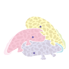 [LINEスタンプ] パステル調オオサンショウウオスタンプ