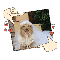 [LINEスタンプ] Momo 6th Birthday