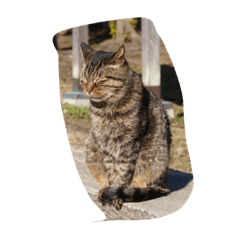 [LINEスタンプ] cat_huji 富士猫