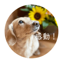 [LINEスタンプ] 日常アルバ