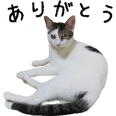 [LINEスタンプ] うちの猫（4にゃんず）