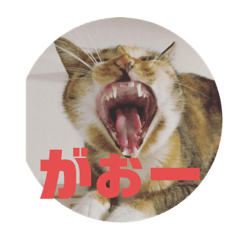 [LINEスタンプ] 我が家の猫（語尾ニャ編）