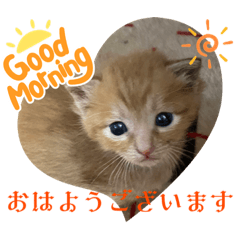 [LINEスタンプ] 猫愛スタンプ⑦