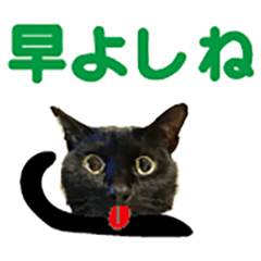 [LINEスタンプ] 福井弁の黒猫