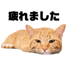 [LINEスタンプ] 茶トラ猫のみゃお①