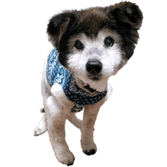 [LINEスタンプ] むちゃむちゃ おばあちゃん犬スタンプ