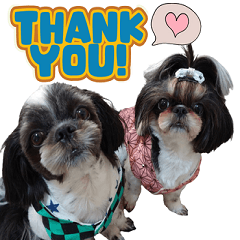 [LINEスタンプ] 私の家族のシーズー犬