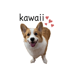 [LINEスタンプ] コーギーの小麦3