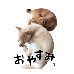 [LINEスタンプ] ここ＆こはく
