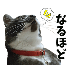 [LINEスタンプ] アランくん4