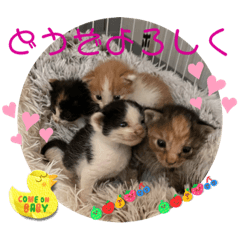 [LINEスタンプ] 猫愛スタンプ⑧