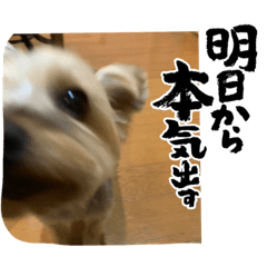 [LINEスタンプ] がんばるヨーキースタンプ