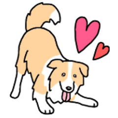 [LINEスタンプ] 犬種別ボーダーコリー(クリーム×ホワイト)