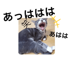 [LINEスタンプ] 可愛い過ぎるココハク