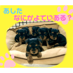 [LINEスタンプ] ウチのヨーキーちゃん達♡3