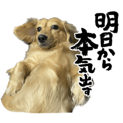 [LINEスタンプ] ダックスフンドの桃子のスタンプ