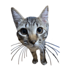 [LINEスタンプ] ばぐばくのへんなねこ