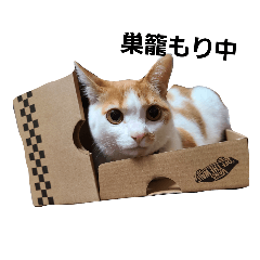 [LINEスタンプ] 猫たちの日常02