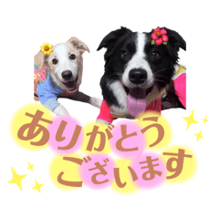 [LINEスタンプ] ボーダーコリー『リリマリ』