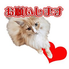 [LINEスタンプ] 長毛猫☆ノルウェージャン