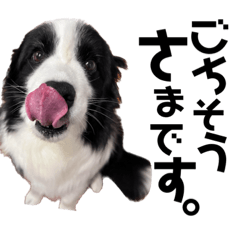 [LINEスタンプ] 犬と猫とたまに爬虫類✨️
