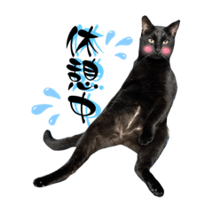 [LINEスタンプ] うちの黒猫ジジくん