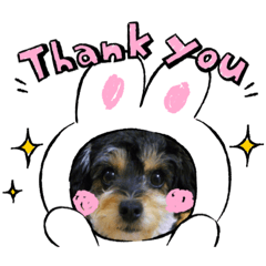 [LINEスタンプ] 我が家のワンズwithにゃんこ