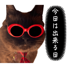[LINEスタンプ] 猫Ⓜ︎スタンプ
