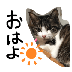 [LINEスタンプ] まるきゅう