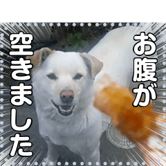 [LINEスタンプ] 【犬】白い犬☆ゴンタくん