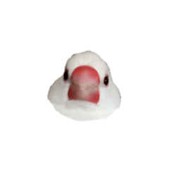 [LINEスタンプ] 文鳥のふーちゃん(実写版)