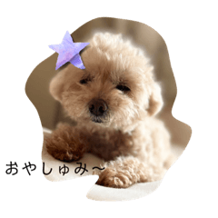 [LINEスタンプ] ちっちゃいプードルしゅくるちゃん