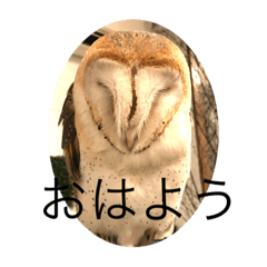 [LINEスタンプ] メンフクロウの独り言