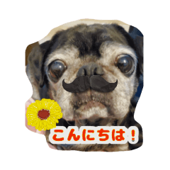 [LINEスタンプ] 可愛いパグのくうちゃんスタンプ