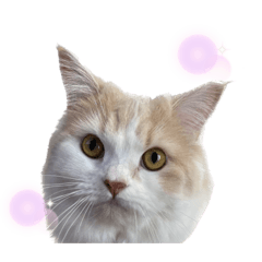 [LINEスタンプ] 無表情ねこ たま