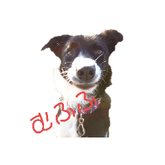 [LINEスタンプ] ボーダーコリーとMIX犬のスタンプ