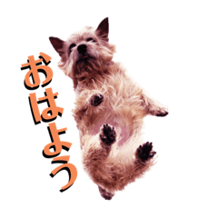 [LINEスタンプ] ニコサンコニー
