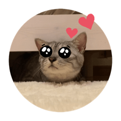 [LINEスタンプ] よしだ家のにゃんこたち3