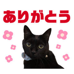 [LINEスタンプ] ヒメゆずみかん