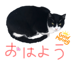 [LINEスタンプ] ネコのあいさつ♡