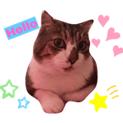 [LINEスタンプ] ねこさんとももんがさんの画像（メイン）